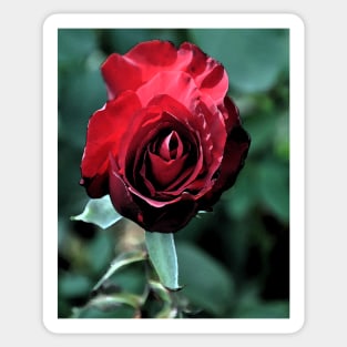 Red Rose Bloom Sticker